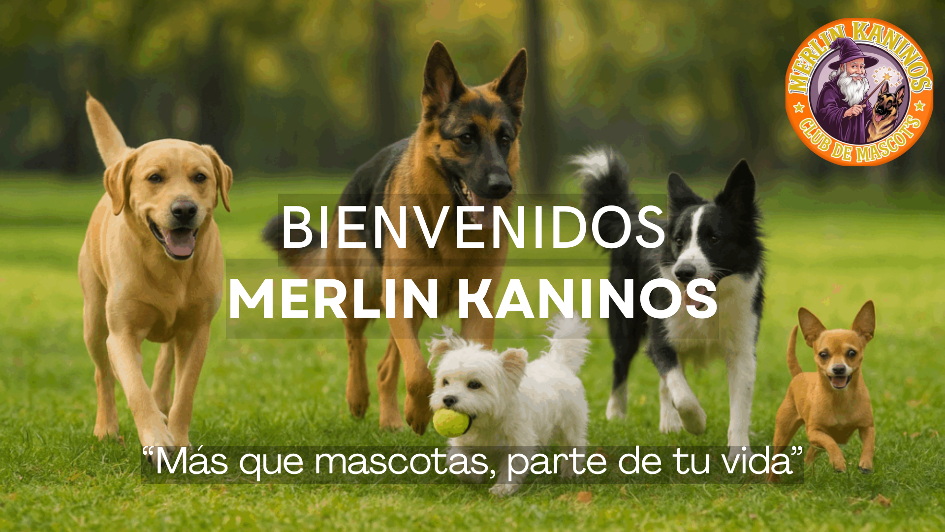 1 PAGINA WEB MERLIN